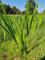 Attēlu rezultāti vaicājumam “Acorus calamus leaf”