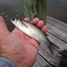 Image result for Pseudomyxus capensis