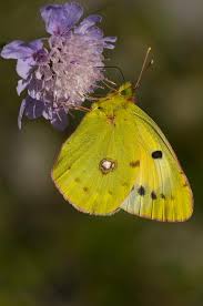 Attēlu rezultāti vaicājumam “Colias croceus”