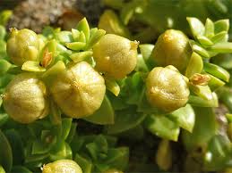 Attēlu rezultāti vaicājumam “Honckenya peploides bud”