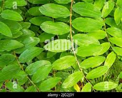 Attēlu rezultāti vaicājumam “Polygonatum multiflorum  leaf”