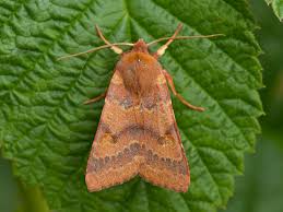 Attēlu rezultāti vaicājumam “Agrochola helvola”