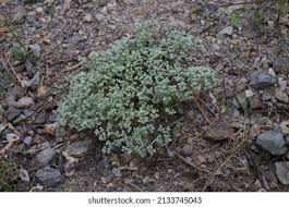 Attēlu rezultāti vaicājumam “Scleranthus perennis”