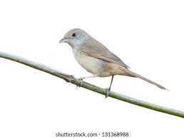 Image result for Acrocephalus aedon