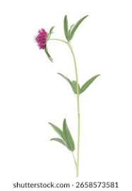 Attēlu rezultāti vaicājumam “Trifolium alpestre leaf”