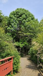 Attēlu rezultāti vaicājumam “Populus x petrowskyana leaf”