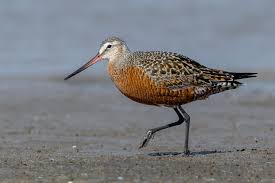 Image result for Limosa haemastica