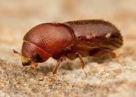 Attēlu rezultāti vaicājumam “Scolytidae”