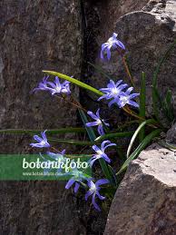 Attēlu rezultāti vaicājumam “Scilla luciliae”