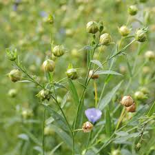 Attēlu rezultāti vaicājumam “Linum usitatissimum bud”