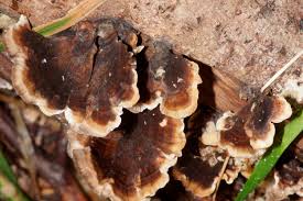 Attēlu rezultāti vaicājumam “Trametes hirsuta”