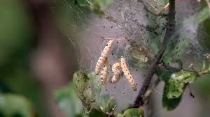 Attēlu rezultāti vaicājumam “Yponomeuta malinellus / cagnagella”