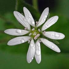 Attēlu rezultāti vaicājumam “Myosoton aquaticum flower”