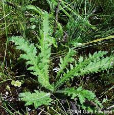 Attēlu rezultāti vaicājumam “Cirsium palustre”