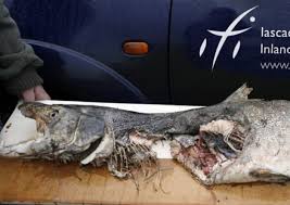 Image result for Carrick Angling Club