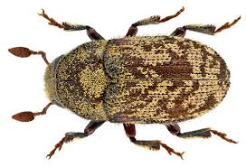 Attēlu rezultāti vaicājumam “Scolytidae”