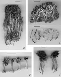 Attēlu rezultāti vaicājumam “Cladonia fimbriata”