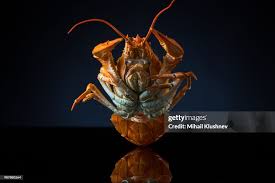 Attēlu rezultāti vaicājumam “Astacus astacus”