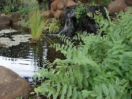 Attēlu rezultāti vaicājumam “Berula erecta”