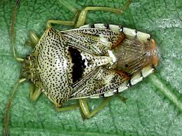 Attēlu rezultāti vaicājumam “Elasmucha ferrugata”