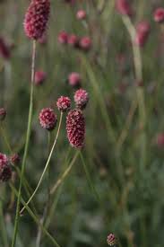 Attēlu rezultāti vaicājumam “Sanguisorba officinalis bud”