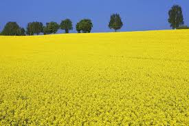 Attēlu rezultāti vaicājumam “Brassica napus”