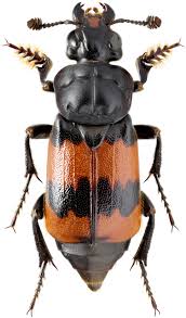 Attēlu rezultāti vaicājumam “Nicrophorus investigator”