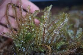 Attēlu rezultāti vaicājumam “Plagiochila”