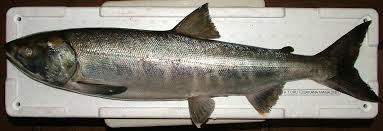 Image result for Salmo pellegrini