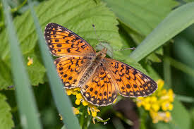 Attēlu rezultāti vaicājumam “Clossiana selene upperside”