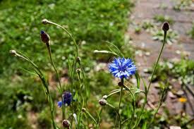 Attēlu rezultāti vaicājumam “Cyanus segetum flower”