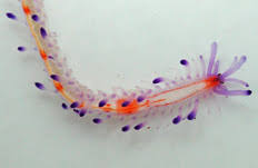 Attēlu rezultāti vaicājumam “Amaurochaete sp.”