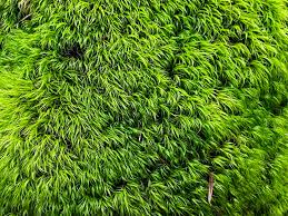 Attēlu rezultāti vaicājumam “Paraleucobryum longifolium”