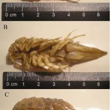 Attēlu rezultāti vaicājumam “Saduria entomon”