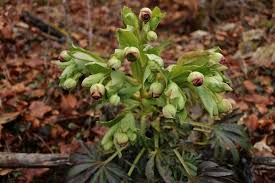 Image result for Nieswurz