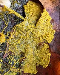 Attēlu rezultāti vaicājumam “Physarum murinum stalked”