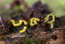 Attēlu rezultāti vaicājumam “Physarum bryomacrocarpum macro”