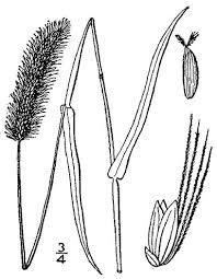 Attēlu rezultāti vaicājumam “Setaria viridis”