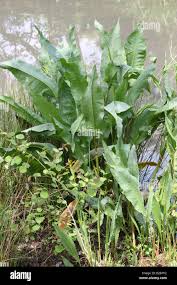 Attēlu rezultāti vaicājumam “Rumex hydrolapathum fruit”