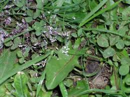 Attēlu rezultāti vaicājumam “Physarum bitectum”