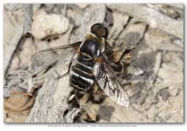 Attēlu rezultāti vaicājumam “Exoprosopa capucina”