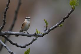 Image result for Lanius nubicus