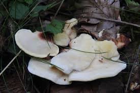 Attēlu rezultāti vaicājumam “Antrodiella serpula”