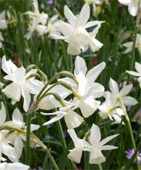 Attēlu rezultāti vaicājumam “Narcissus leaf”
