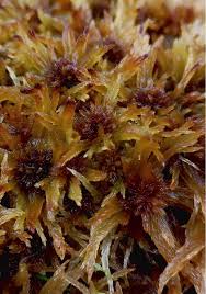 Attēlu rezultāti vaicājumam “Sphagnum balticum”