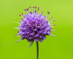 Image result for Succisa pratensis