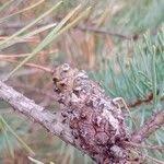 Attēlu rezultāti vaicājumam “Pinus sylvestris fruit”