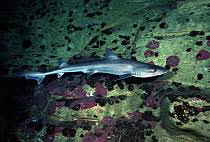 Image result for Mustelus antarcticus