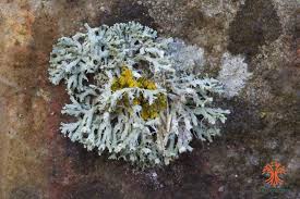 Attēlu rezultāti vaicājumam “Physcia adscendens”