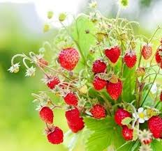 Attēlu rezultāti vaicājumam “Fragaria vesca fruit”